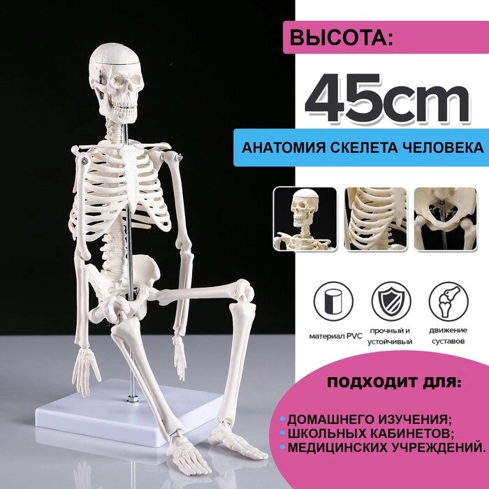 Макет "Скелет человека" 45см от компании Интернет - магазин Flap - фото 1