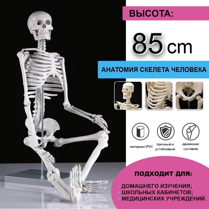 Макет "Скелет человека" 85см от компании Интернет - магазин Flap - фото 1