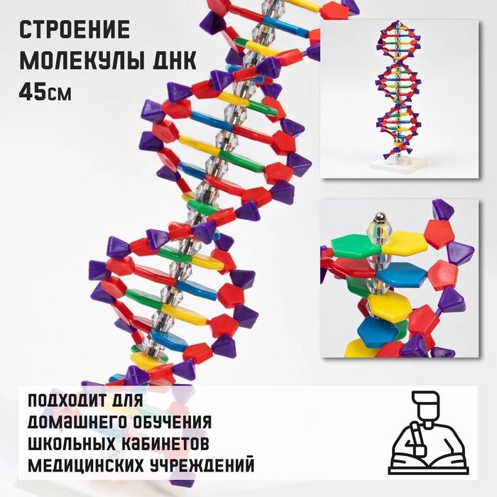 Макет "Строение молекулы ДНК", 45см от компании Интернет - магазин Flap - фото 1