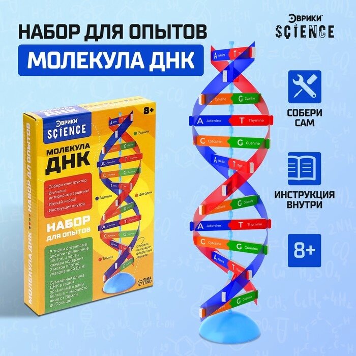 Набор для опытов «Молекула ДНК» от компании Интернет - магазин Flap - фото 1