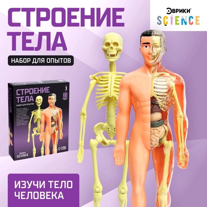Набор для опытов «Строение тела», анатомия человека от компании Интернет - магазин Flap - фото 1