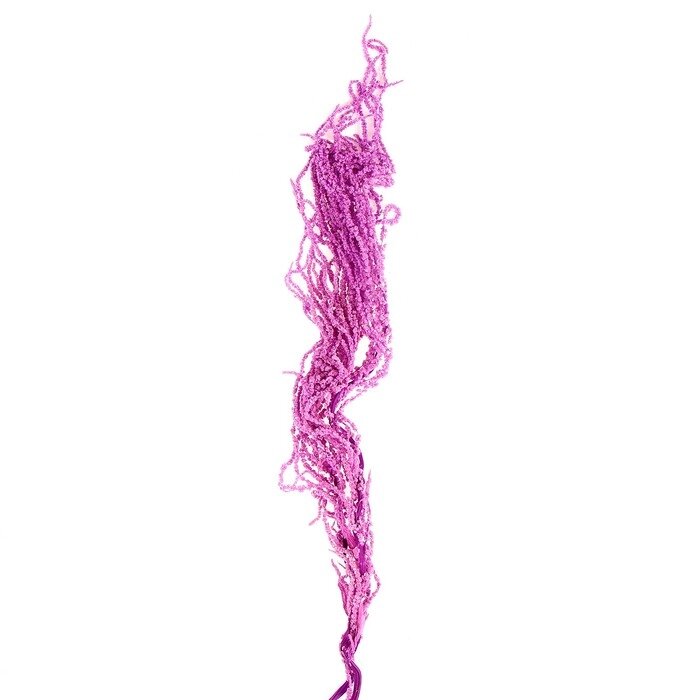 Сухие цветы амаранта, 100 г, размер листа: от 50 до 60 см, цвет фиолетовый от компании Интернет - магазин Flap - фото 1