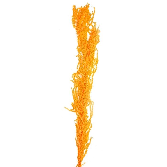 Сухие цветы амаранта, 100 г, размер листа: от 50 до 60 см, цвет оранжевый от компании Интернет - магазин Flap - фото 1