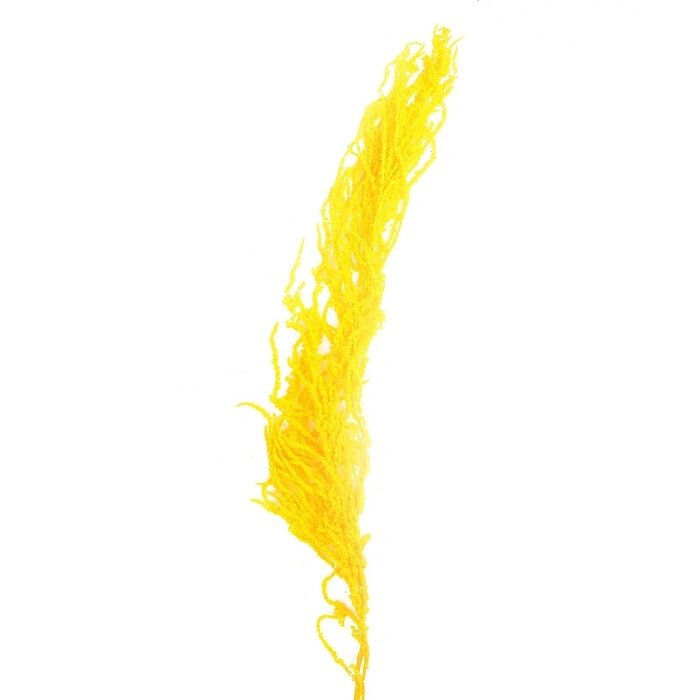 Сухие цветы амаранта, 100 г, размер листа: от 50 до 60 см, цвет жёлтый от компании Интернет - магазин Flap - фото 1