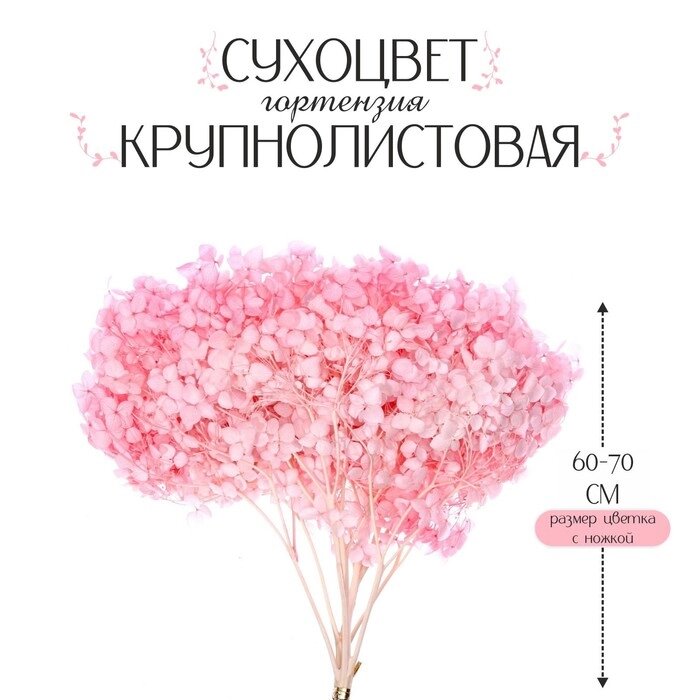 Сухоцвет «Гортензия крупнолистовая», тёмно розовый, 1 веточка 50 - 70 см в упаковке от компании Интернет - магазин Flap - фото 1