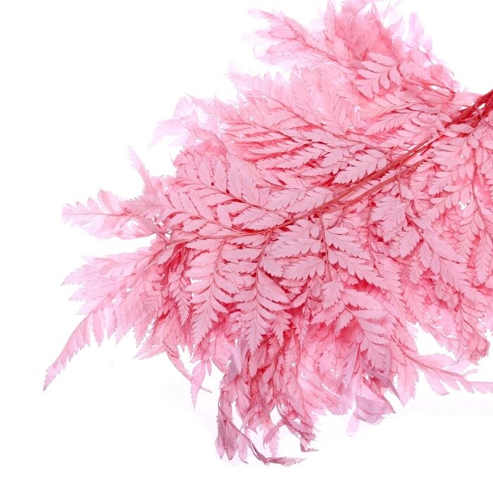 Сухоцвет «Папоротник», розовый, 10 шт. в упаковке от компании Интернет - магазин Flap - фото 1