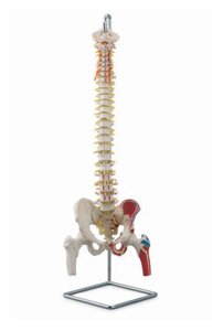 Гибкая модель позвоночного столба с головками бедренных костей и местами прикрепления мышц