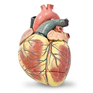 Гигантская модель сердца, трехкратное увеличение