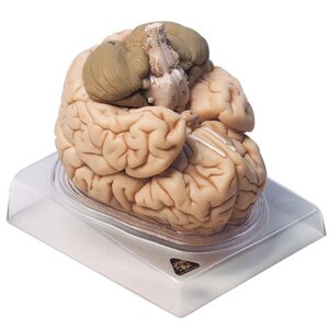 Модель головного мозга в натуральную величину, 9 частей