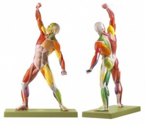 Модель мышц человека, высота 50 см