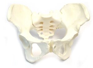 Модель скелета женского таза