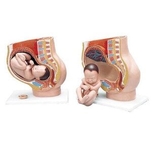 Модель таза во время беременности на подставке
