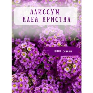 Алиссум Клеа Кристал 1000 шт пурпурный профессиональные семена