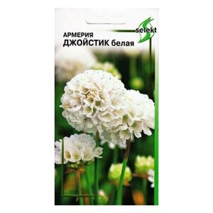 Армерия Джойстик, белая, 7 семян