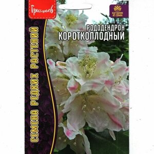 Азалия / Рододендрон Короткоплодный, зимостойкий кустарник , для сада и дома ( 1 уп: 20 семян )
