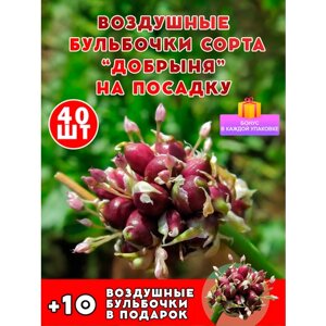 Чеснок добрыня воздушные семена бульбочки 40 шт первая репродукция элита + подарок