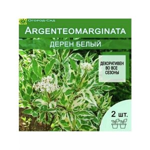 Дерен белый Cornus alba Argenteomarginata 2 штуки