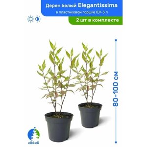 Дерен белый Элегантиссима 80-100 см в пластиковом горшке 3-5 л, саженец, лиственное живое растение, комплект из 2 шт