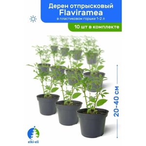 Дерен отпрысковый Flaviramea (Флавирамеа) 20-40 см в пластиковом горшке 1-2 л, саженец, лиственное живое растение, комплект из 10 шт