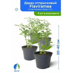 Дерен отпрысковый Flaviramea (Флавирамеа) 20-40 см в пластиковом горшке 1-2 л, саженец, лиственное живое растение, комплект из 4 шт