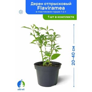 Дерен отпрысковый Flaviramea (Флавирамеа) 20-40 см в пластиковом горшке 1-2 л, саженец, лиственное живое растение
