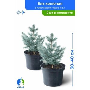 Ель колючая 30-40 см в пластиковом горшке 1-2 л, саженец, хвойное живое растение, комплект из 2 шт