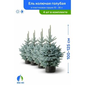 Ель колючая голубая 100-125 см в пластиковом горшке 12,5-35 л, саженец, хвойное живое растение, комплект из 4 шт