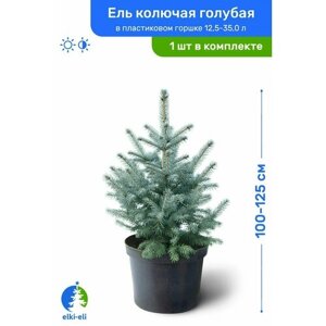 Ель колючая голубая 100-125 см в пластиковом горшке 12,5-35 л, саженец, хвойное живое растение
