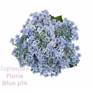 "Floria Blue"голубая крупнолистная гортензия ( горшок р14, 8/10 веток )