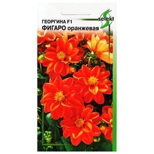 Георгина Фигаро, оранжевая, 8 семян
