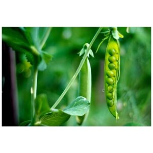 Горох усатый Фокор, сидерат, зеленое удобрение, обогатитель азотом, 250 гр семян