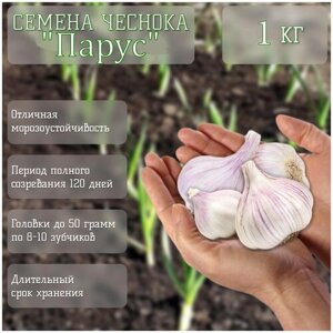 Избранный сорт чеснока "Парус"1 кг), легкий для выращивания в осенний период, урожайный: до 1 кг луковиц с 1 кв. м, морозоустойчивый