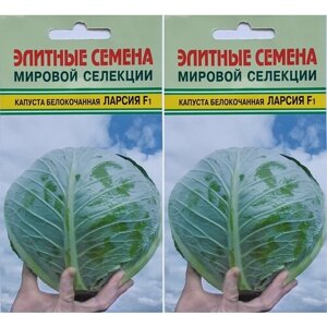 Капуста белокочанная ларсия F1, 2 упаковки по 15 семян, Seminis популярная, НЕ болеет!