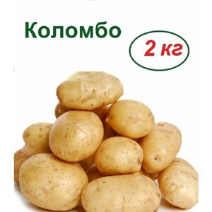 Картофель Коломбо, 2 кг, семенной, раннего созревания, устойчив к жаре и засухе; клубни не развариваются, имеют отличные вкусовые качества