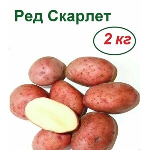 Картофель "Ред Скарлет", 2 кг, семенной, голландской селекции. Ранний урожайный устойчивый сорт. Разваривается не сильно, имеет отличные вкусовые качества