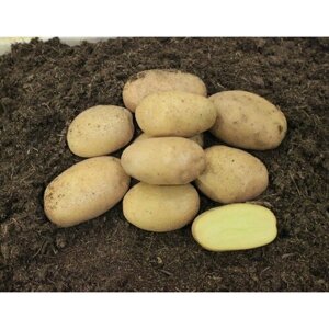 Картофель семенной Ариэль (2 кг)