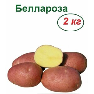 Картофель семенной Беллароза, 2 кг, крупные клубни с красной кожурой и желтой неразваристой мякотью; сорт обладает высокой устойчивостью к основным болезням и вырождению
