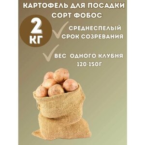Картофель Семенной Фобос 2кг