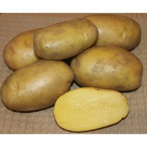 Картофель семенной "Гулливер" , вес 2,5 кг, однолетнее