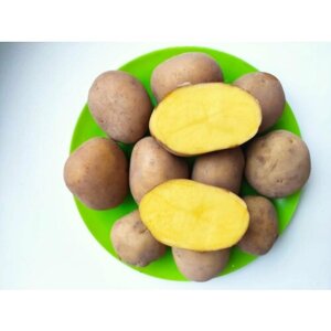 Картофель семенной "Гулливер"