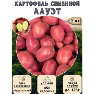 Картофель семенной на посадку Алуэт (суперэлита) 2 кг Среднеранний