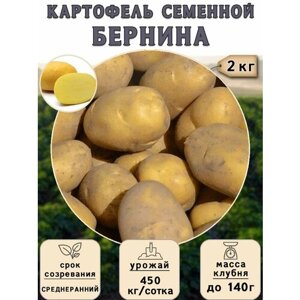Картофель семенной на посадку Бернина (суперэлита) 2 кг Среднеранний
