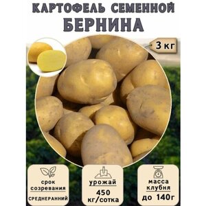 Картофель семенной на посадку Бернина (суперэлита) 3 кг Среднеранний