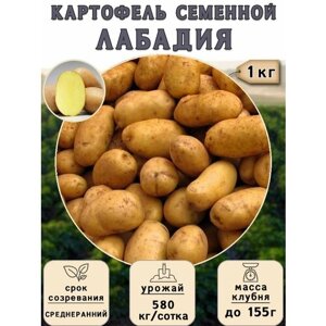 Картофель семенной на посадку Лабадия (суперэлита) 1 кг Среднеранний