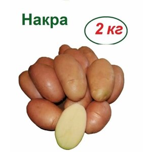 Картофель семенной "Накра", 2 кг, не боится большинства болезней, красивые, аккуратные клубни правильной формы, высокая урожайность, продолжительное хранение, отличный вкус