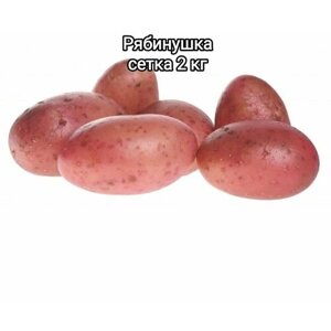 Картофель семенной Рябинушка 2кг