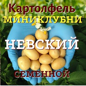 Картофель семенной селекционный невский категория миниклубни