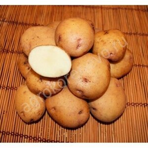 Картофель семенной Синеглазка 2016 (2 кг)