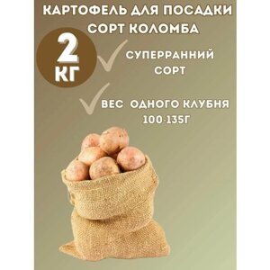 Картофель семенной сорт Коломба 2 кг