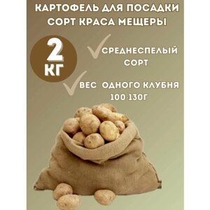 Картофель семенной сорт Краса Мещеры 2 кг